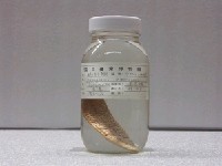 藏品(斷線舌鰨)的圖片